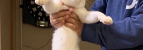 飼い主さんにそっと持ち上げられた猫→『胴体』を見てみると…驚きの光…