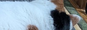 『←ワイが話しかけた時　ママが話しかけた時→』猫のあからさまな『態…