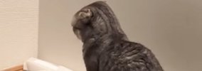 猫が犬といっしょに育った結果……犬のような行動をとり始める『まさか…