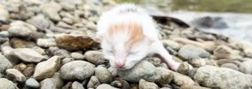 『河原で震えていた赤ちゃん猫』を保護→1か月後になると…成長した様子…