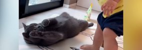 猫に近づく赤ちゃん→撫でようと手を伸ばしたら…『まさかの展開』が尊…