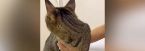 動物病院にやってきた猫→先生が診察室に入ってくると…『可愛すぎる行…