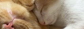 「本当にとんでもない」先住猫にくっついて眠っていた子猫→背中を見る…