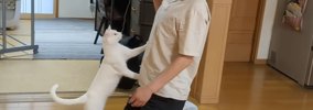 猫に『ジャンピング抱っこをしてほしいパパ』が頑張った結果…『まさか…