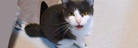 お留守番していた猫→飼い主さんが帰ってくると…『文句が止まらない光…