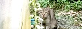 山奥に捨てられた猫に『必ず迎えに来る』と約束してから２年…まさかの…