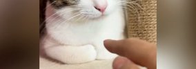 くつろいでいた猫→指を『スポッ』と突っ込んでみたら…可愛すぎるリア…