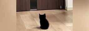 家族の帰宅を待つ『赤ちゃん猫』→ドアが開くと……とんでもなく尊い『お…