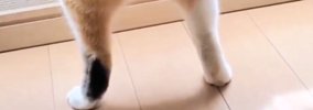 カーテンの裾からのぞく短い脚……じーっと窓の外を眺める猫の可愛さに…