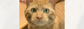 廊下で倒れているお父さんを発見した猫が、次の瞬間…『家族の命を救っ…