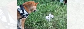 柴犬との散歩中、『2匹の捨てられた赤ちゃん猫』と出会った結果…涙あ…