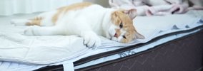 『大好きなお姉ちゃんが帰ってこない』ことに気づいた猫…帰りを待ち続…