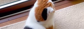 『錦鯉そっくりな猫』が似すぎていると話題に…「言われたら見えてきた…