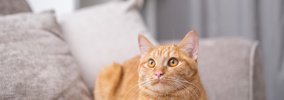 猫が『どうしても許せない』と感じる人間の習慣5つ　嫌がる理由や改善…