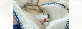 お布団にくるまって寝ている猫→『前足』を見てみたら…あまりにも『可…