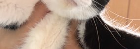 飼い主に抱き上げられた猫→『顔』を見てみたら…まさかの『たまらない…