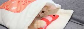 猫に小さい布団をプレゼント→トイレから戻ってきたら……『予想の斜め上…