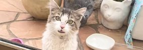 寒空の下で“ゴミを漁っていた野良猫”が家を訪ねてきて…保護された現在…
