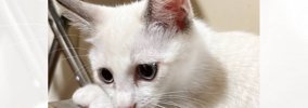真っ白な猫を迎えたので『おもち』と名前をつけたら…半年後→改名する…
