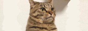 「前世貴族すぎるｗ」見たことのないトイレの仕方をする猫…あまりにも…