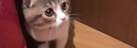 お留守番が寂しかった子猫…ママをみたときの反応が『エンジン音すぎる…