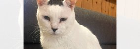 AIで猫を擬人化→可愛くなると思ったら…飼い主さんショックの『予想外…
