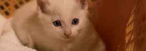 寒い朝、『玄関でうずくまっている子猫』を発見……保護された様子に涙…