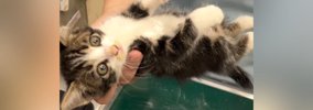 『保護した子猫』を動物病院に連れて行ったら…思わず笑顔になる『可愛…