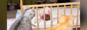 『赤ちゃんが家に来た初日』、遠巻きに見つめていた2匹の猫→現在……尊…