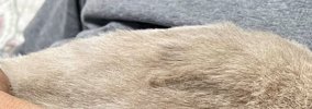 トライアル中の保護猫→家に来てまだ『2日目』なのに…涙が出るほど尊い…