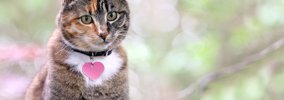 猫が『覚えやすい名前』の特徴3選　認識しやすい理由と名付けるときの…