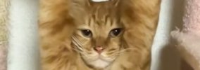 ふとキャットタワーのほうを見てみたら、猫が……『思わぬ状態』に爆笑…