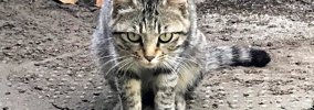 シュっとしていた『鋭い目つきのキジトラ猫』→保護された『現在』…見…