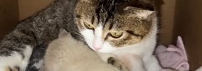 生後0日で保護された子猫→子育て中の『血のつながりのない母猫』に預…
