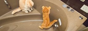 浴槽から出てくれない猫たち→『お湯』を出してみたら…想像以上の"…