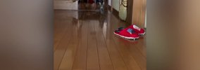 飼い主が帰宅すると、廊下の奥から『小さな子猫』が…たまらなく可愛い…