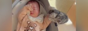 赤ちゃんを興味津々に見つめる子猫→ぐずり始めそうになると…ほっこり…
