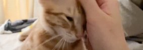 生まれて初めて一晩お留守番した子猫→飼い主が帰ってきた瞬間…嬉しさ…