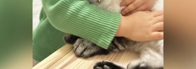 保護されて3日目の猫→女の子にギュッと抱きしめられると…幸せいっぱい…