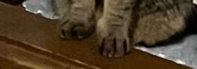 寝る前にトントンしてもらうのが日課の猫→飼い主がうっかり忘れたら……