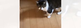 実家から帰った後、母から送られてきた『猫の様子』を見たら…涙せずに…