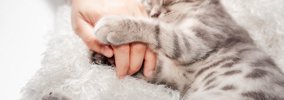 猫が『飼い主の愛を確かめる』ときにする行動5つ　見逃せないサインや…