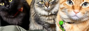 集まってきた3匹の猫→真ん中の子の『頭』を見たら…予想外の『武士がい…