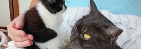 家に来てまだ4日目の『新入り子猫』→先住猫のそばへ行くと……驚きの光…