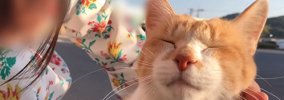 『おうちにおいでよ！こたつあるから』野良猫に声をかけた日から5年……