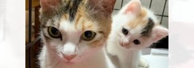 『ごはんをもらえませんか』というようにお家を訪ねてきた野良猫→お腹…