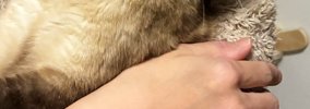 『抱っこが苦手な猫』を抱っこしてみると……可愛すぎる『まさかの表情…