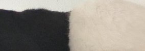『上半身が黒で、下半身が白の猫？』…思わず二度見してしまう光景が11…