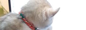 パソコンで作業をしていると、『子猫』がやってきて…全然進められない…