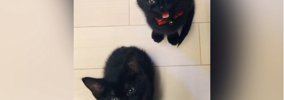 足元にやってきた2匹の赤ちゃん猫→『なに？』と聞いてみると…たまらな…